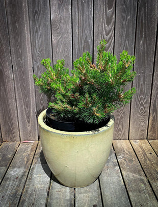 Pinus mugo ‘Corleys Mat' 2x