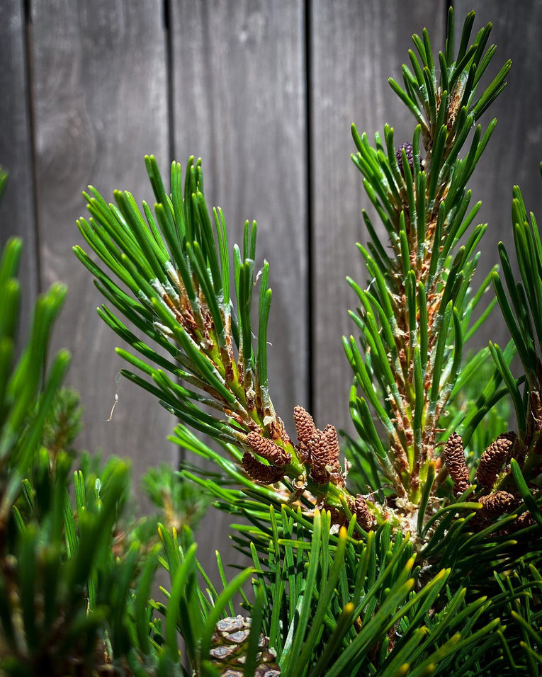 Pinus mugo ‘Corleys Mat'