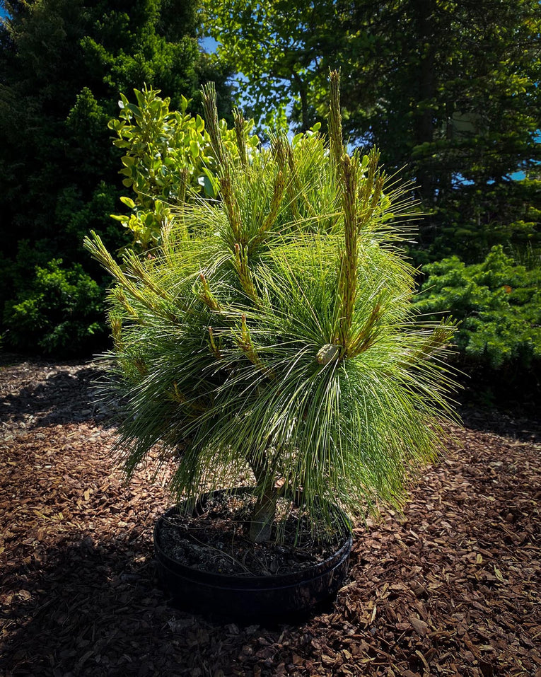 Pinus x schwerinii ‘Wiethorst'
