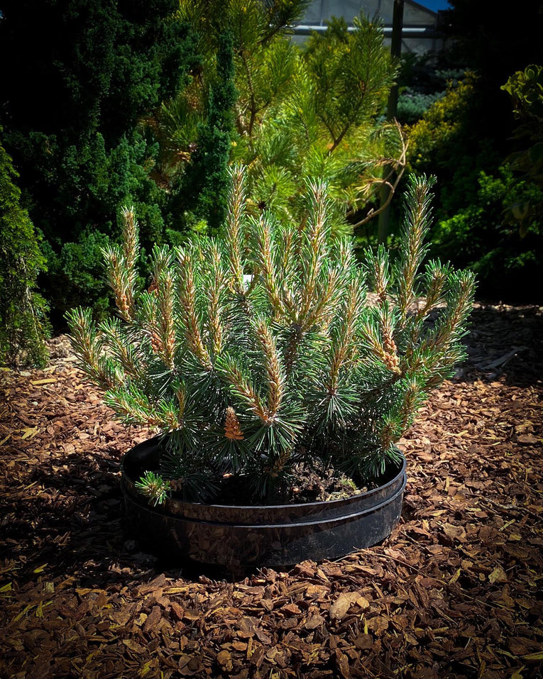 Pinus mugo ‘Humpy'