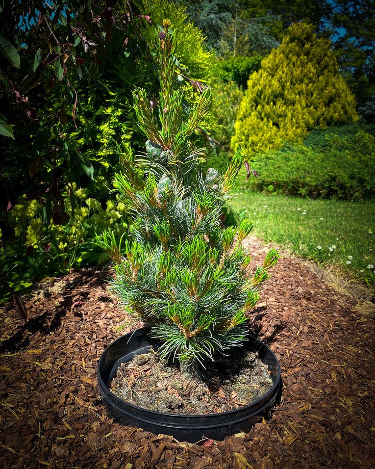 Pinus paviflora ‘Bergman'