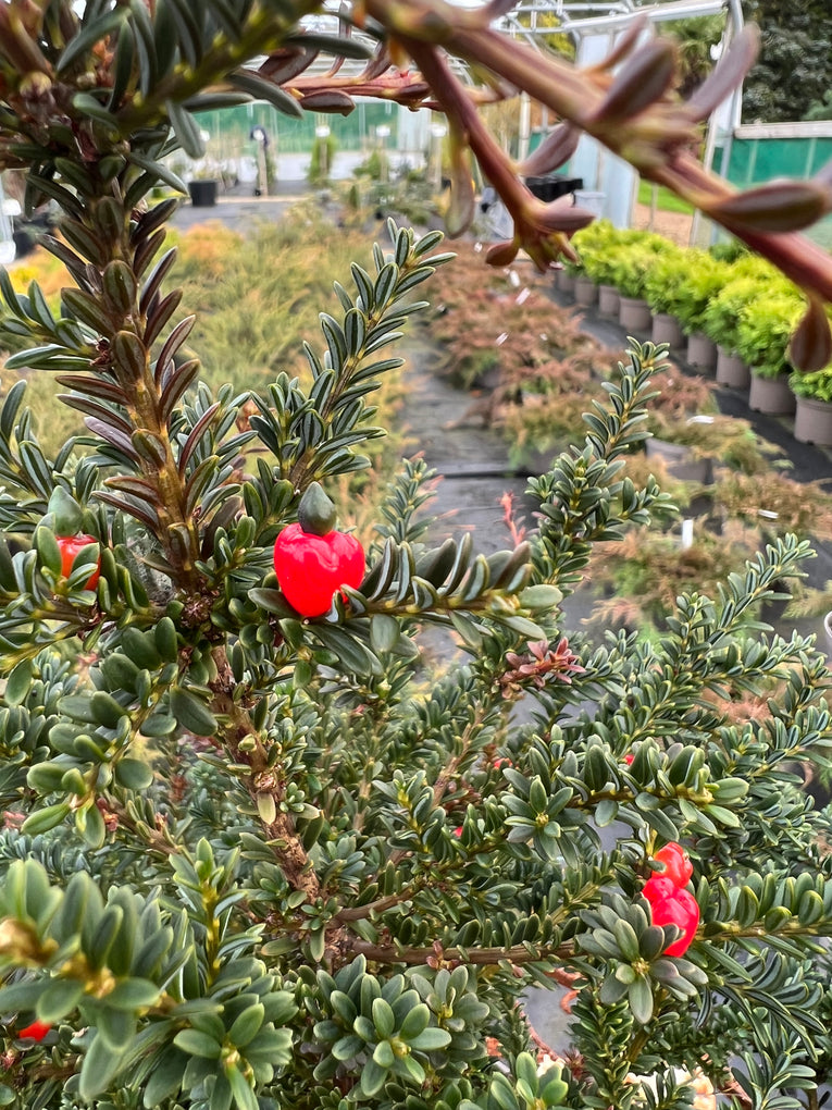 Podocarpus  'Red Embers'