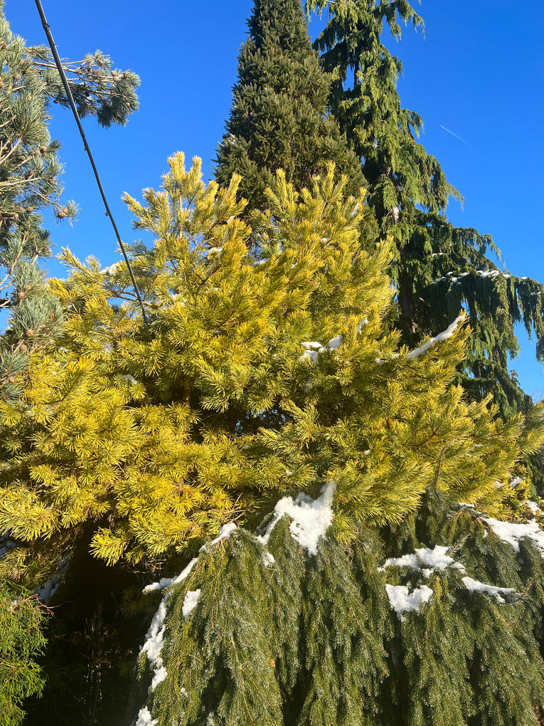 Pinus sylvestris 'Aurea'