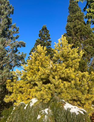 Pinus sylvestris 'Aurea' 2x