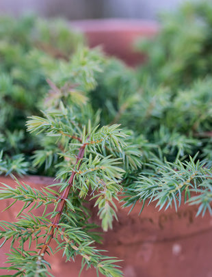 Juniperus conferta ‘Schlager'