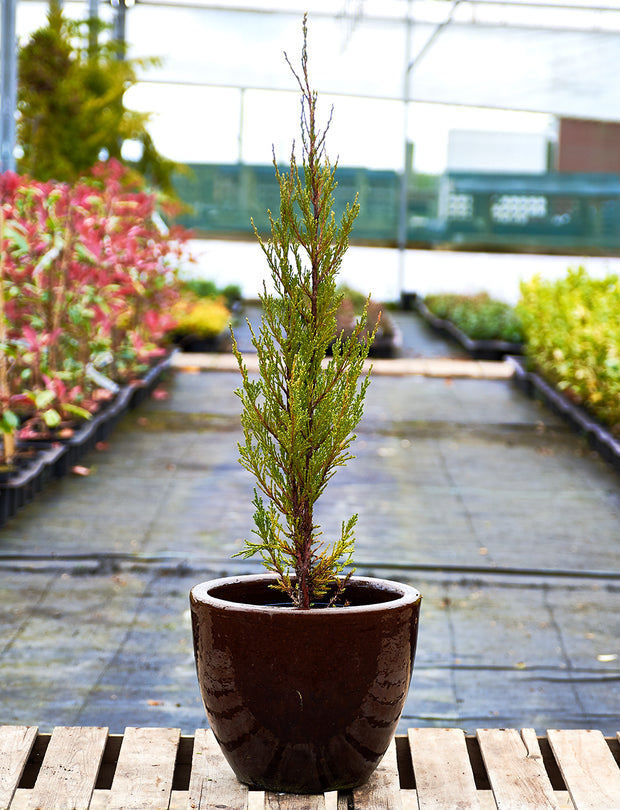 Juniper Plants For Sale Buy Juniper Trees Online Lime Cross Nursery