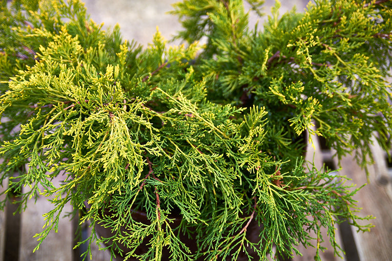Juniperus x pfitzeriana ‘Old Gold'