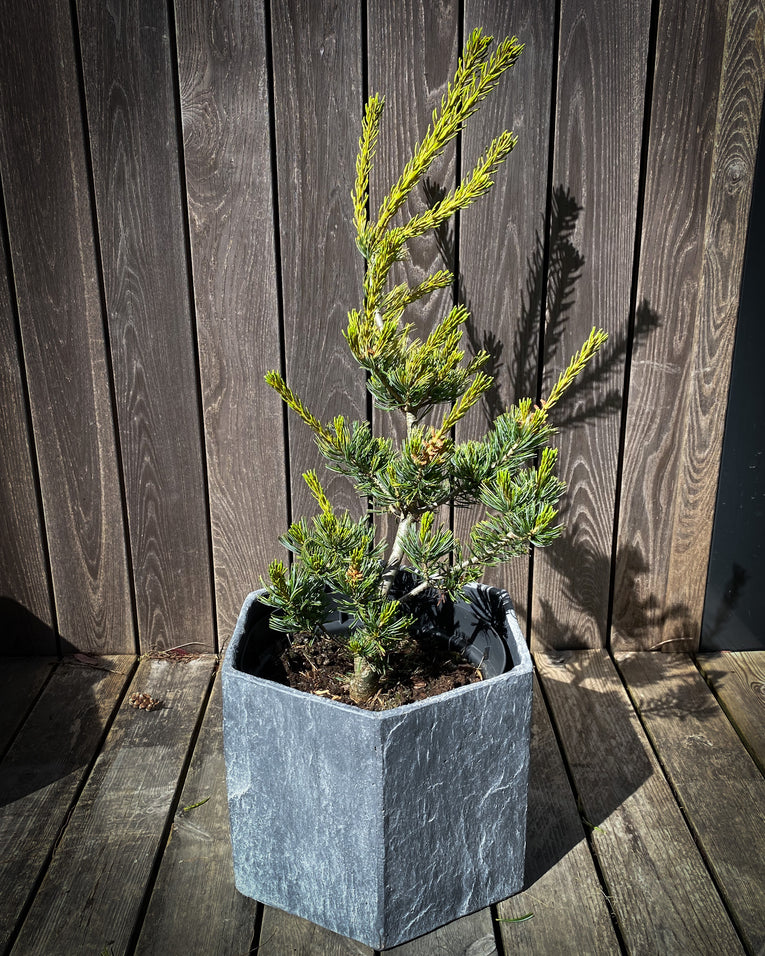 Pinus parviflora 'Fukai', a japanese white pine with yellowish new growth and white, green older needles