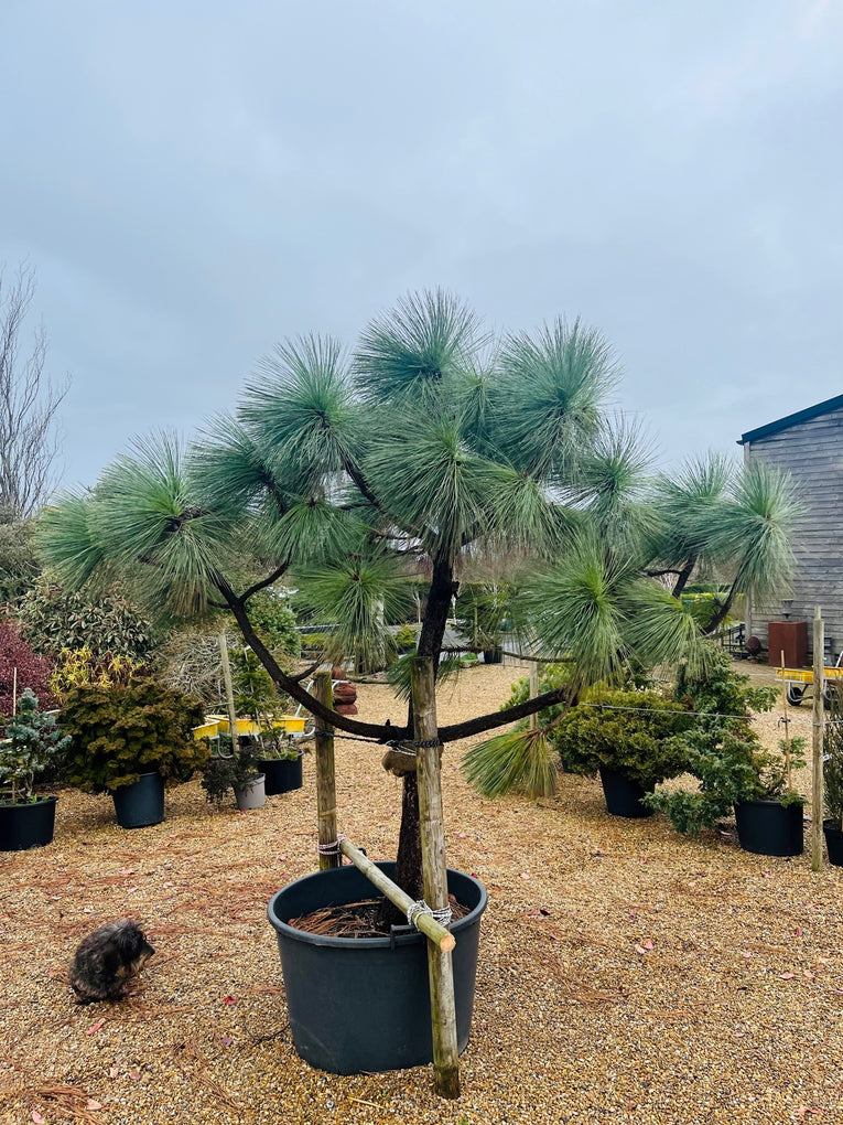Pinus montezumae Sheffield Park 60L