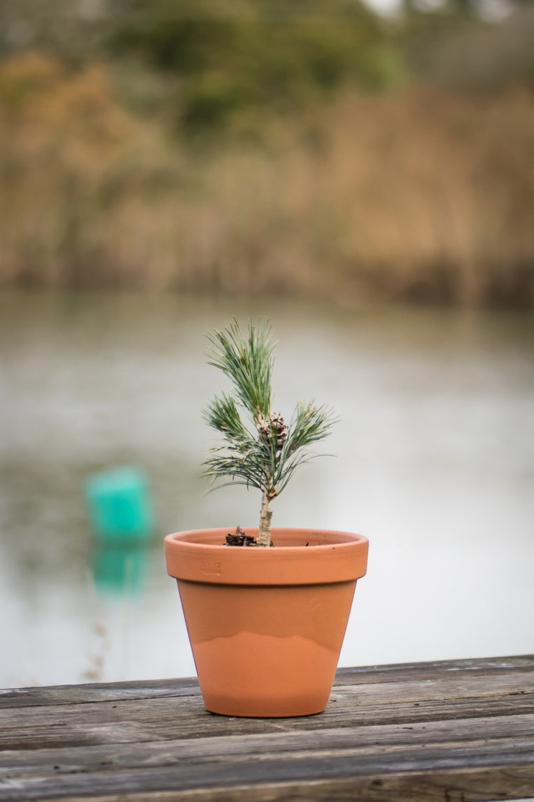 Pinus parviflora ‘Negishii'