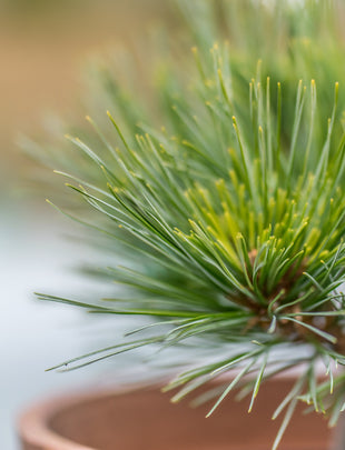 Pinus strobus 'Krugers Lilliput' 2x