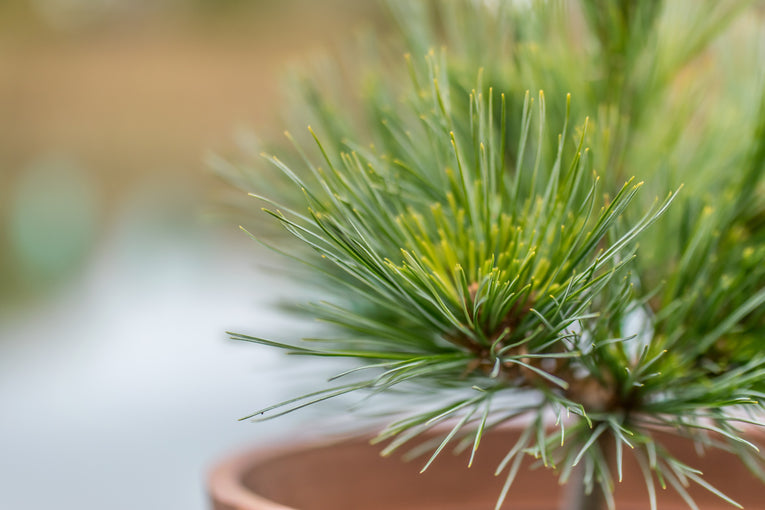 Pinus strobus 'Krugers Lilliput'