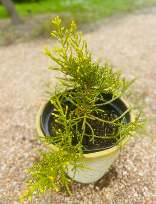Athrotaxis cupressoides (Pencil Pine) 2x