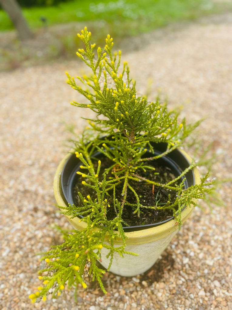Athrotaxis cupressoides (Pencil Pine)