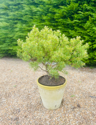 Pinus strobus 'Minima' 2x