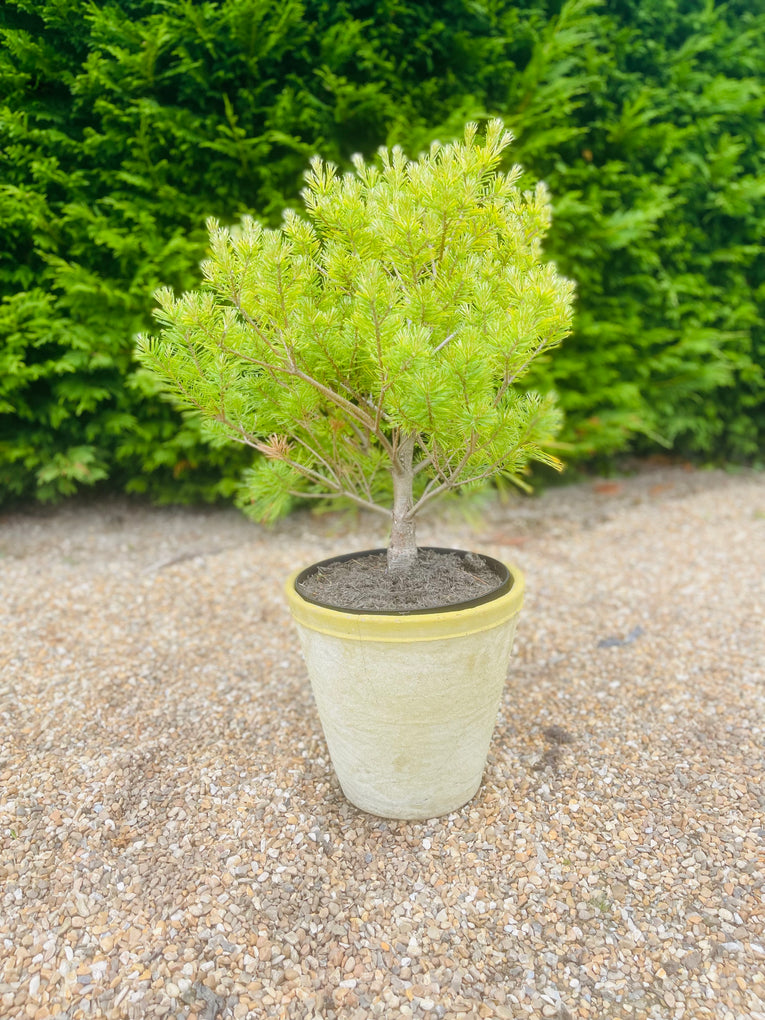 Pinus strobus ‘Horsford'