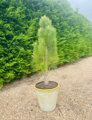 Pinus nigra 'Green Tower’ 2x
