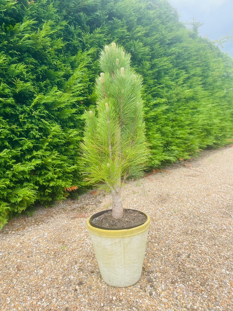 Pinus nigra 'Green Tower’