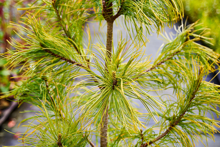 Pinus densiflora 'Oculus Draconis'