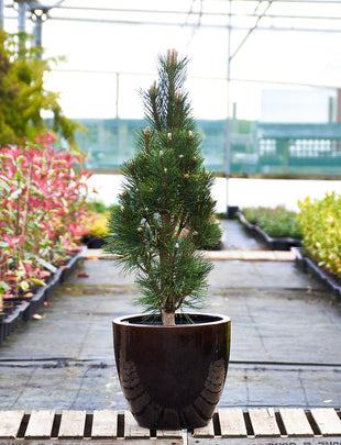 Pinus nigra ‘Komet' 2x