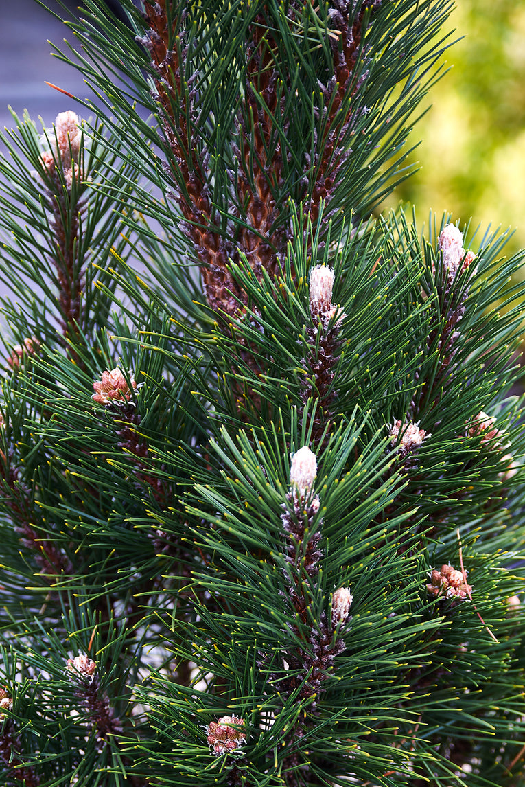 Pinus nigra ‘Komet'