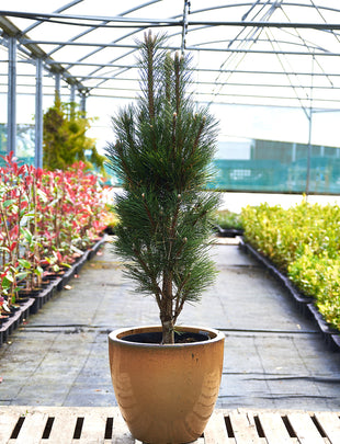 Pinus nigra 'Richard' 2x