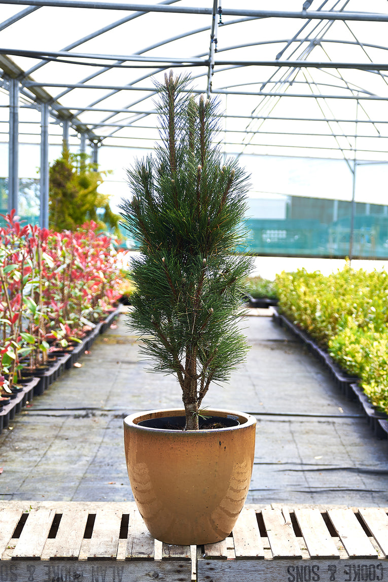 Pinus nigra 'Richard'