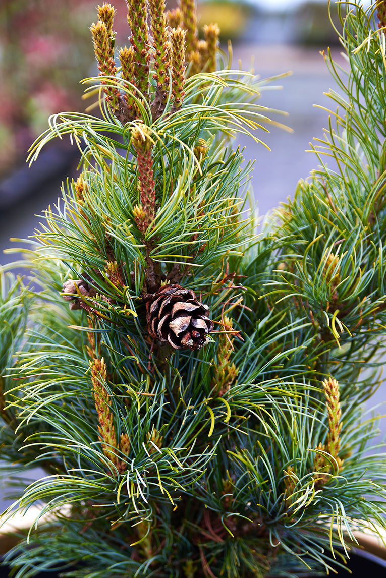 Pinus paviflora ‘Bergman'