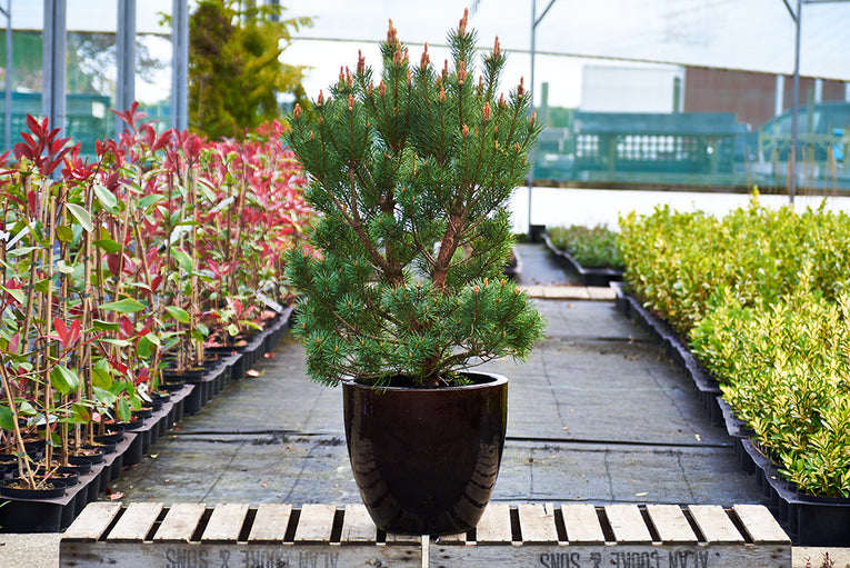 Pinus sylvestris 'Beauvronensis'