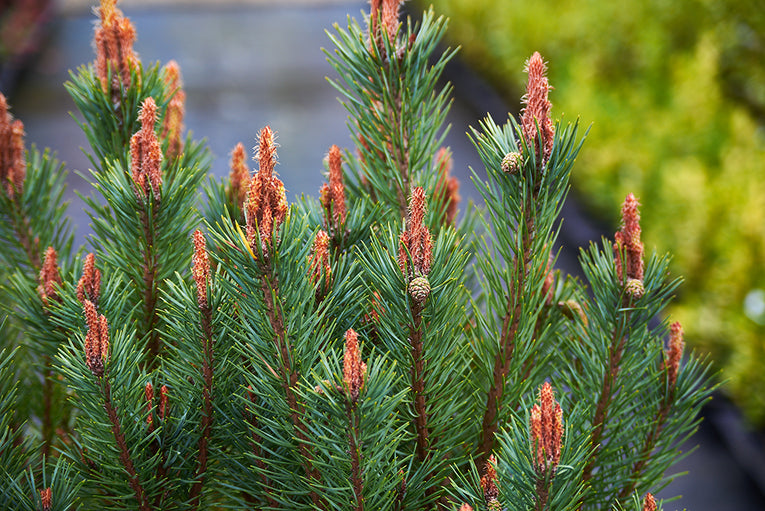Pinus sylvestris 'Beauvronensis'