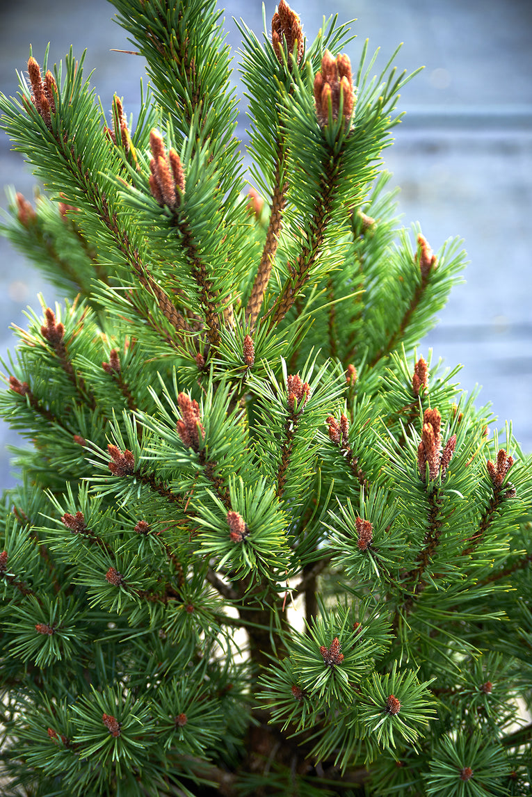 Pinus sylvestris 'Lodge Hill'