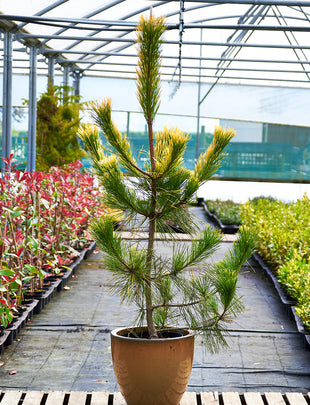 Pinus thunbergii ‘Ogon'