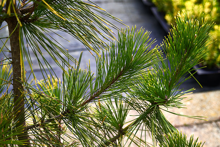 Pinus thunbergii ‘Ogon'