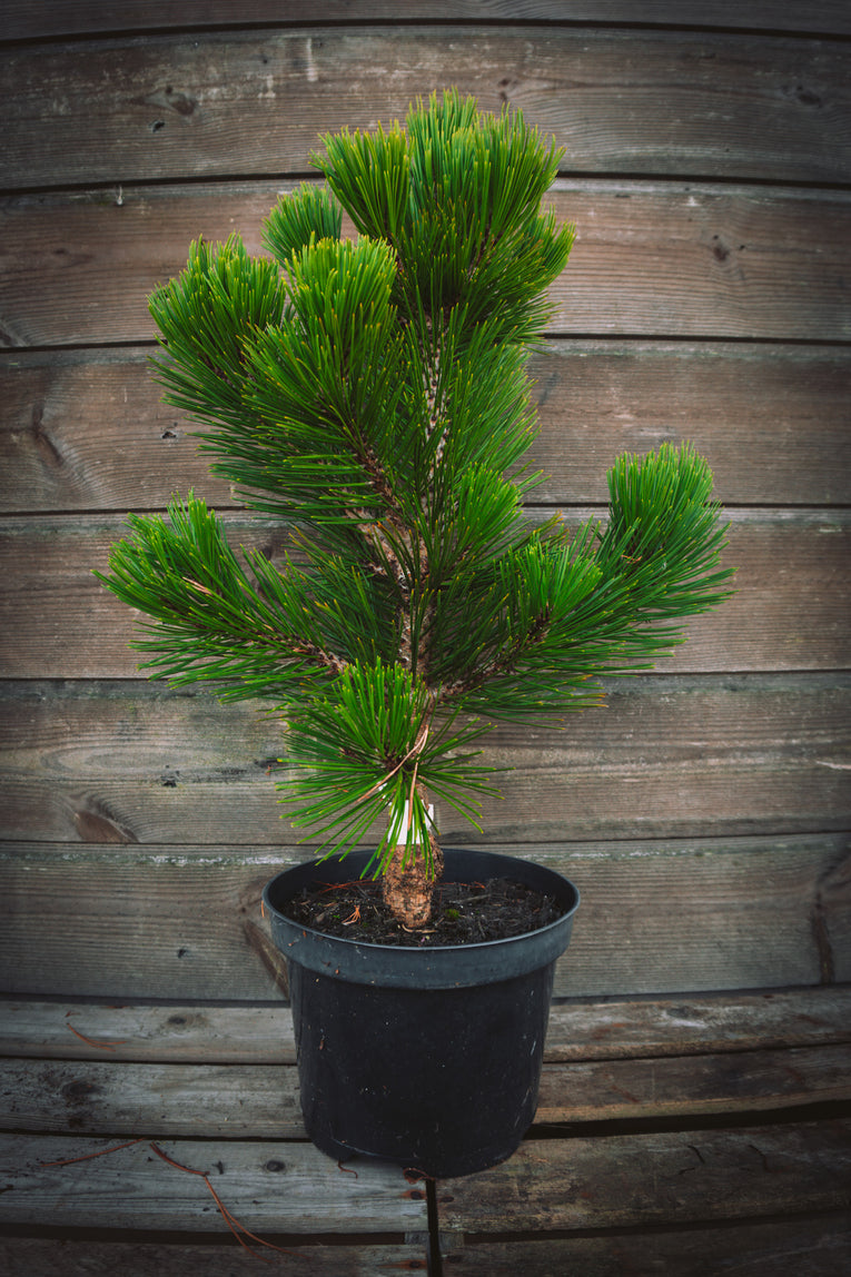 Pinus heldreichii 'Malinki'