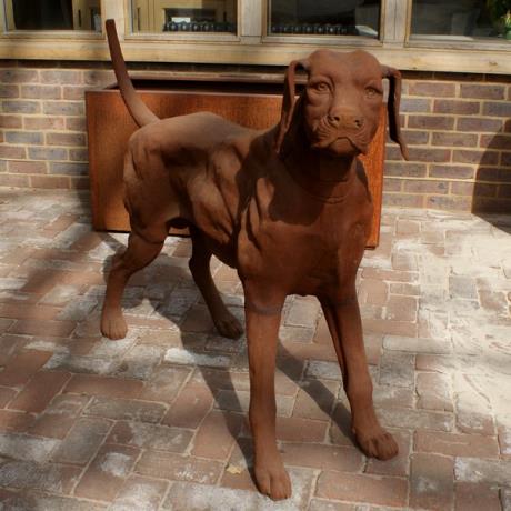 Standing Rhodesian Ridgeback For Sale – Lime Cross Nursery