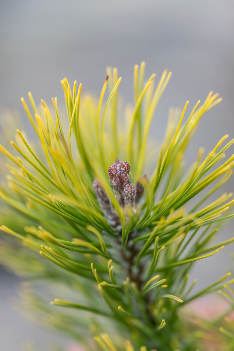 Ophir- Pinus Mugo- A 3 Litre Pine
