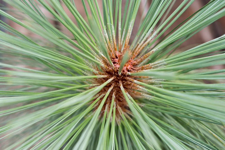 Sheffield Park - Pinus montezumae   A 3 litre pine
