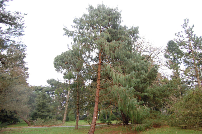 Patula- Pinus A 3 Litre 3