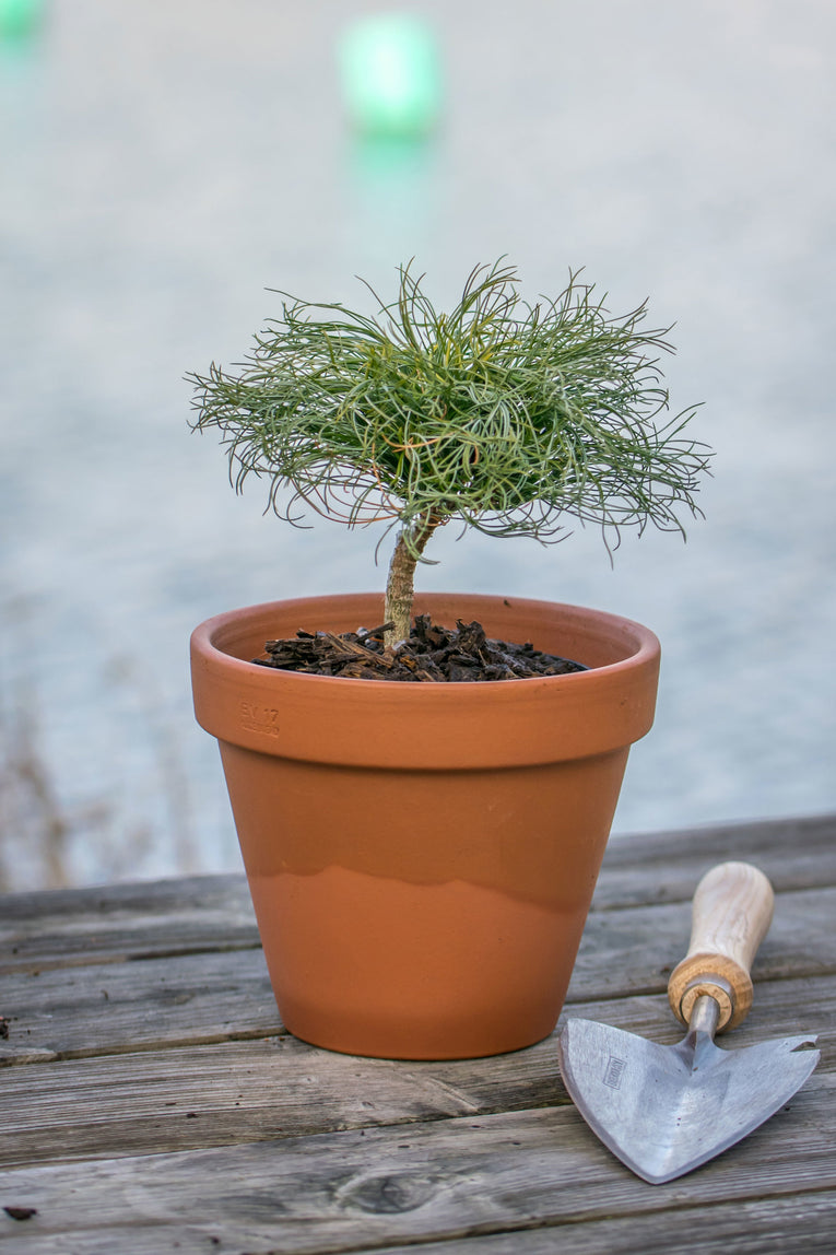 Green Twist- Pinus Strobus A 3 Litre Pine